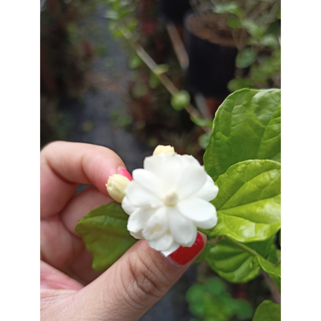 Cây hoa lài ta hoa trắng, thơm ướp trà, trang trí sân vườn ra hoa quanh năm - Arabian Jasmine - Summer Garden