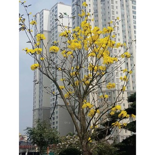 300 Hạt giống hoa phong linh
