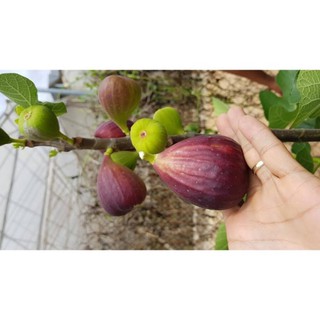 CÂY GIỐNG SUNG MỸ 50K