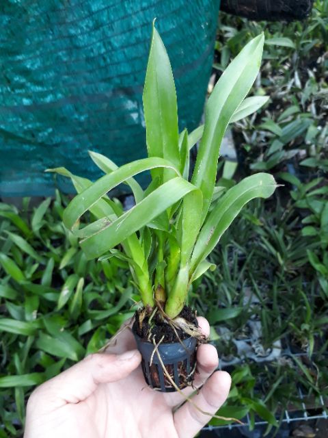 Vũ nữ vàng cây bụi lùm trưởng thành