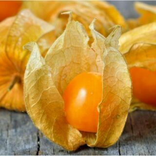 Hạt giống thù lù nam mỹ( anh đào đất , tầm bóp)