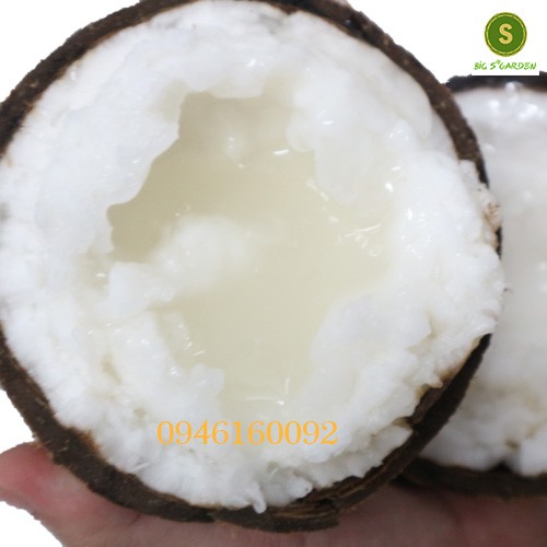 Dừa Sáp Loại Ngon, Đặc sản Trà Vinh, Bao hàng, sỉ lẻ toàn quốc | BigBuy360 - bigbuy360.vn