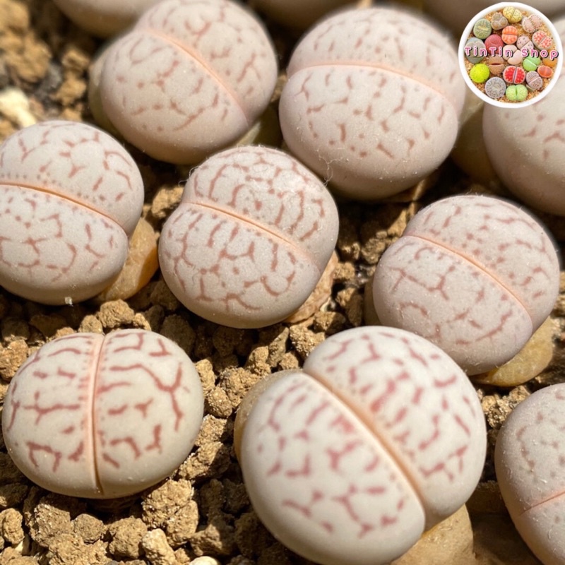 Sen mông,lithops,thạch lan Trắng 2-3cm