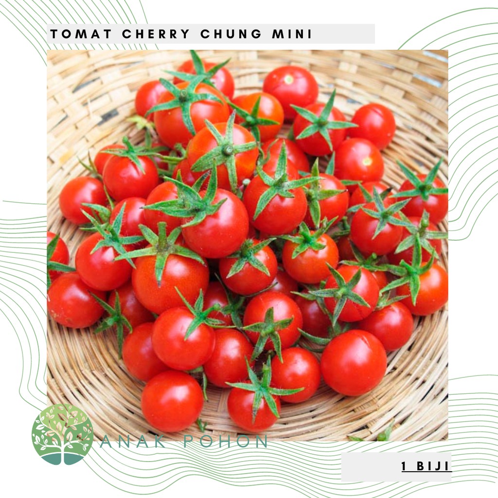 Hạt giống cà chua Cherry  Rampi  20h