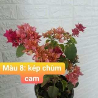 Giấy Kép đủ 5 màu nhập