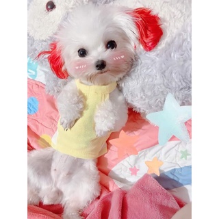 Combo áo chó 77 lá bồ đề ép 52 lá phong ép