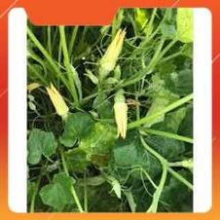 HẠT GIỐNG BÍ SIÊU NỤ GÓI 10 GRAM