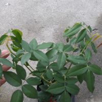 Cây hoa hồng leo trắng Pháp