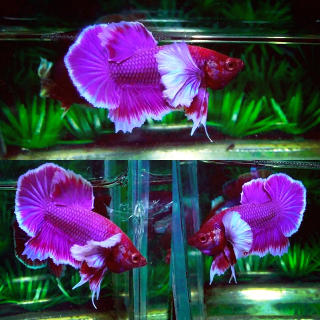 BETTA DUMBO LAVENDER ( tai to )