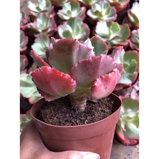 Sen đá Bắp Cải San Hô (10-12cm)