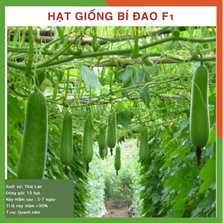 Hạt giống Bí Đao F1, đóng gói 10 hạt, sai quả, dễ trồng, kháng bệnh tốt.