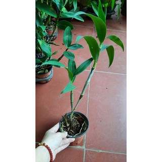 hoa phong lan kiều vàng