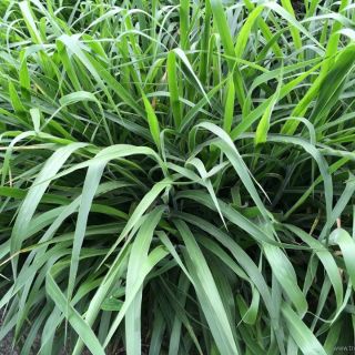 100gram hạt giống cỏ Ruzi dùng chăn nuôi bò dê cá cừu- chiết từ túi 1kg hàng cty