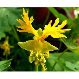 Hạt giống hoa phượng hoàng ( hoa cánh phượng ) 5 hạt (TẶNG gói kích thích hạt nảy mầm)