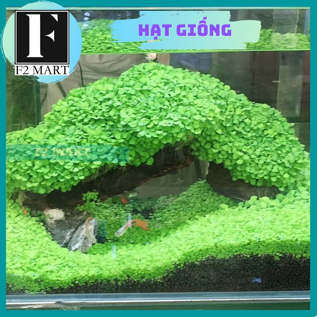 Hạt Giống Cây Thuỷ Sinh Trân Châu Mini-Trân Châu Lá To-Ngưu Mao Chiên-Cỏ Tình Yêu