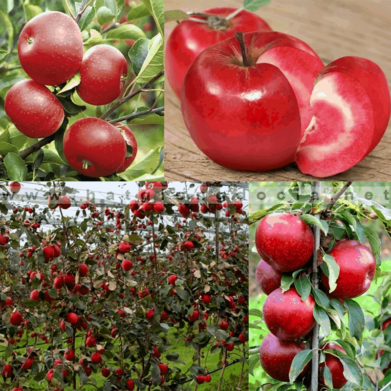 Hạt giống cây ăn trái táo đỏ_ gói 10 hạt tặng kèm 3 viên nén kích thích ươm hạt - HGM