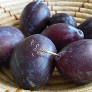 Cây giống mận đường úc