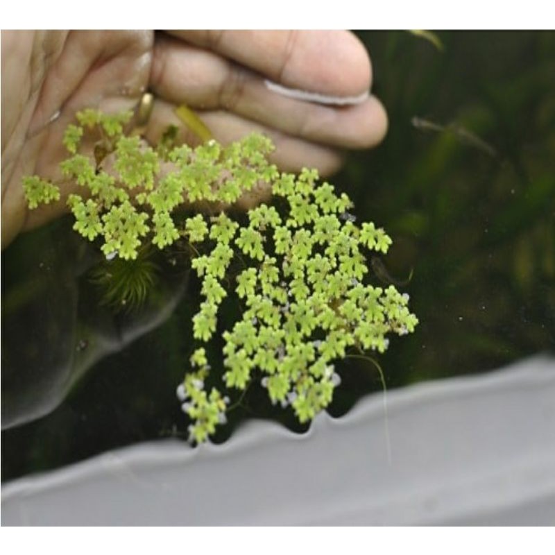 Bèo hoa dâu - trang trí bể cá