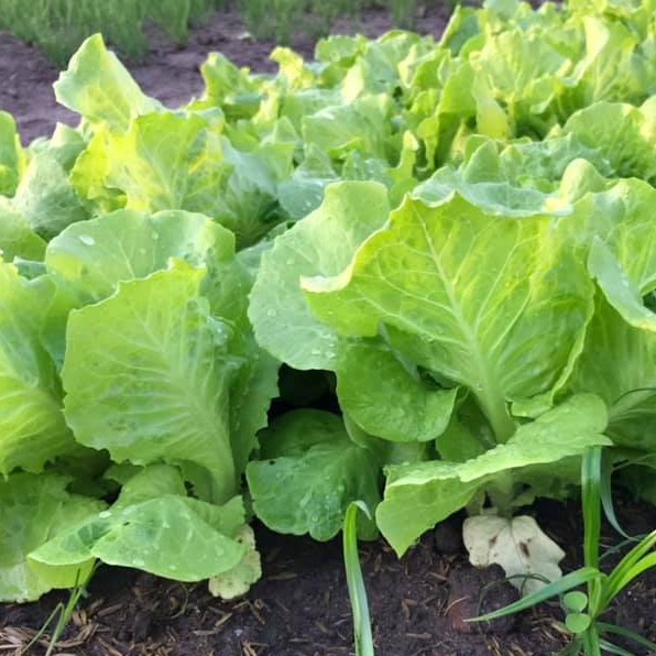 Hạt giống xà lách Rado 357