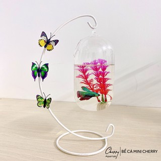 Bể cá mini C33 hình dưa 15 ( Tặng kèm combo phụ kiện trang trí )