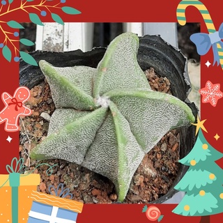 Xương rồng Astro tuyết cánh xoắn - Astrophytum myriostigma  2.1cm - 9.5cm