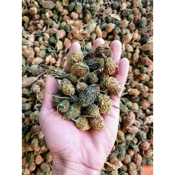 khổ qua rừng nguyên quả sấy khô (hàng chuẩn)