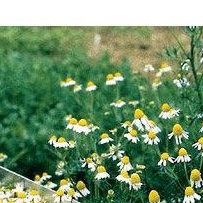 Hạt giống hoa cúc La mã Hạt giống hiếm nở Siêu đẹp Tỷ lệ nảy mầm 90% 200h