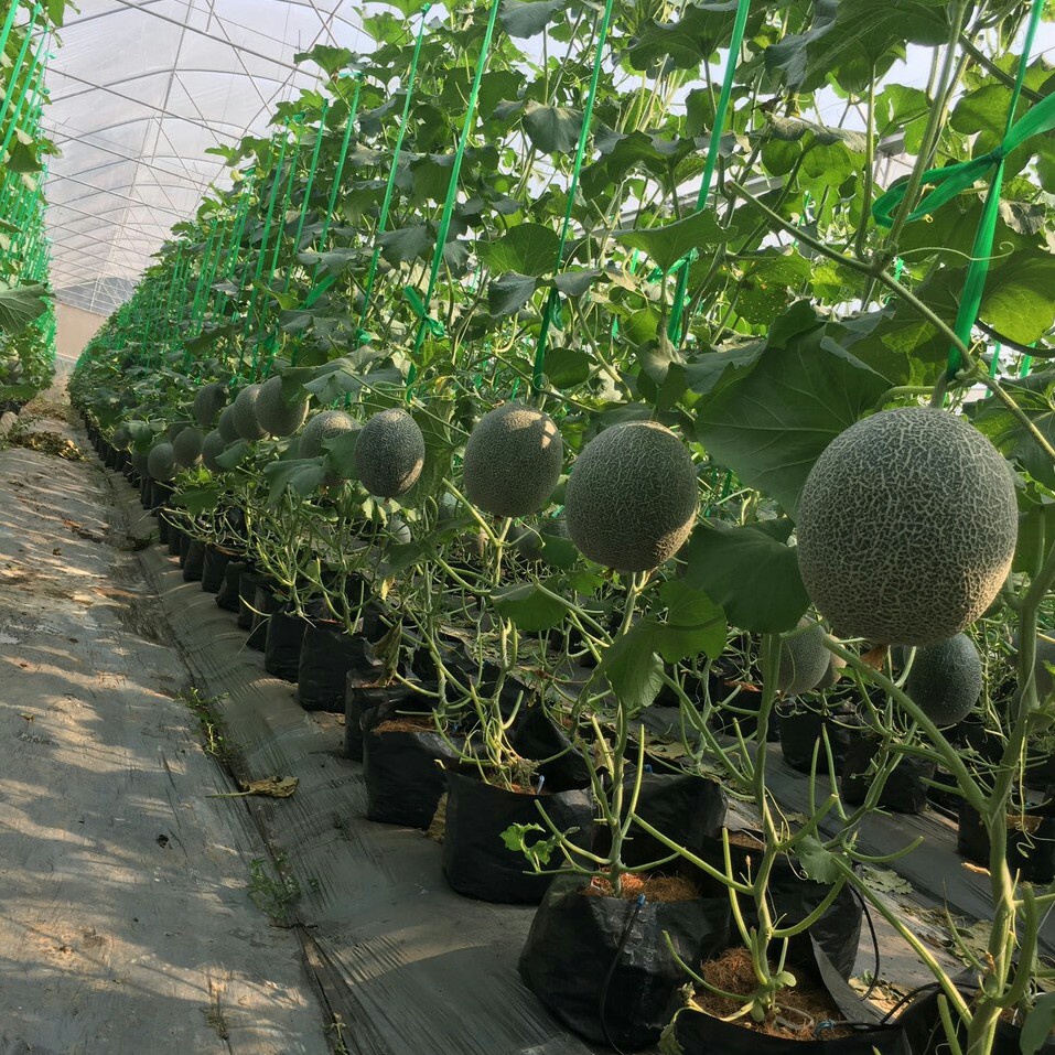 Hạt giống dưa lưới F1 Loại dễ trồng năng suất cao kháng sâu bệnh ( gói 50gram, 100gram , 200gram)