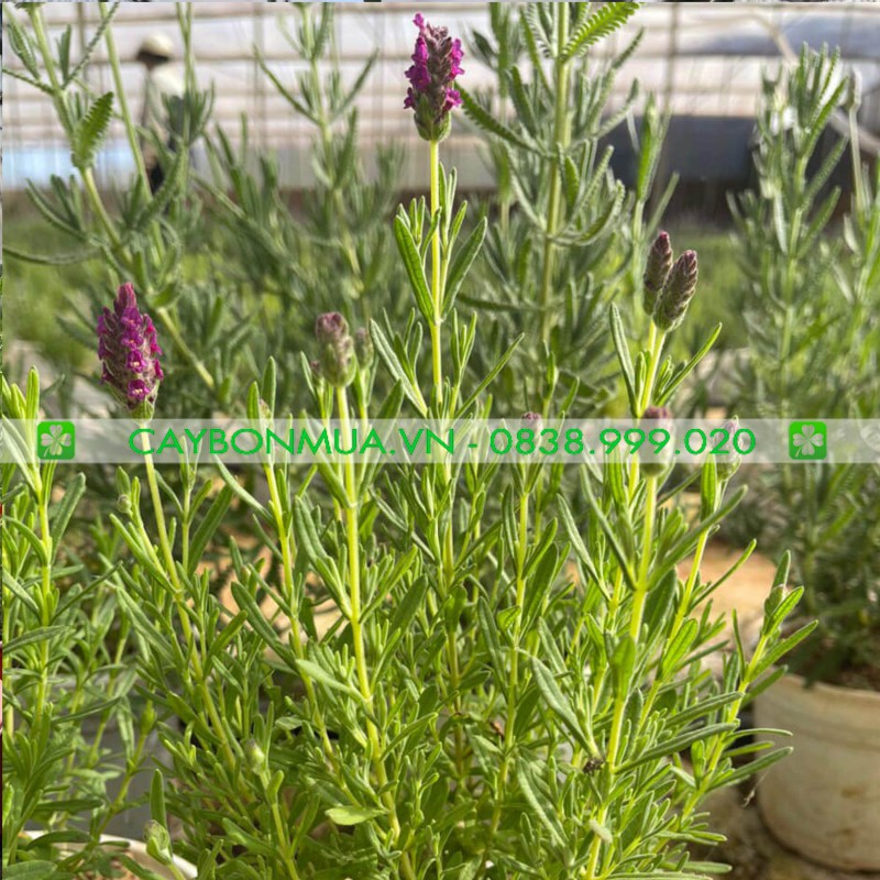 [HOT] Cây Oải Hương Lavender đã có nụ như hình, cây phát triển tốt, hoa rất đẹp, mùi hương rất thơm.