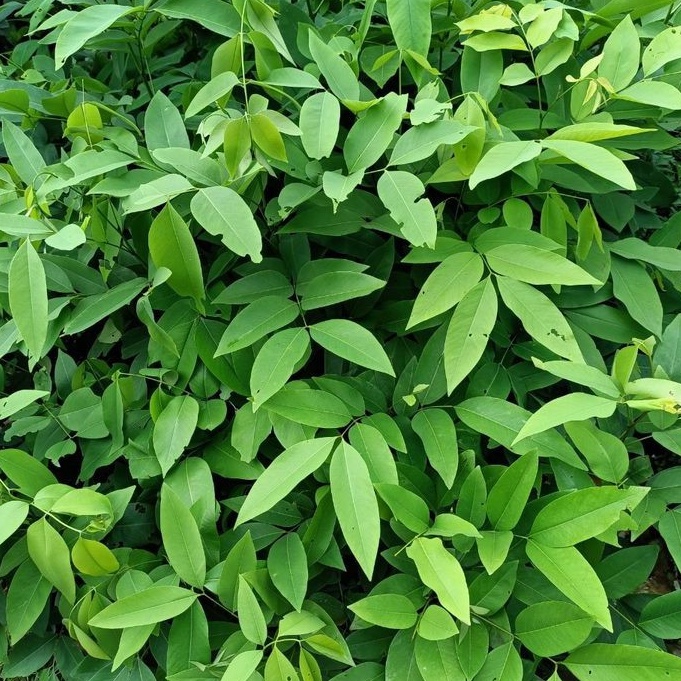 Cây muồng hoàng yến gieo hạt cao 70- 90 cm.