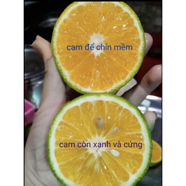 Cam Sành Vĩnh Long