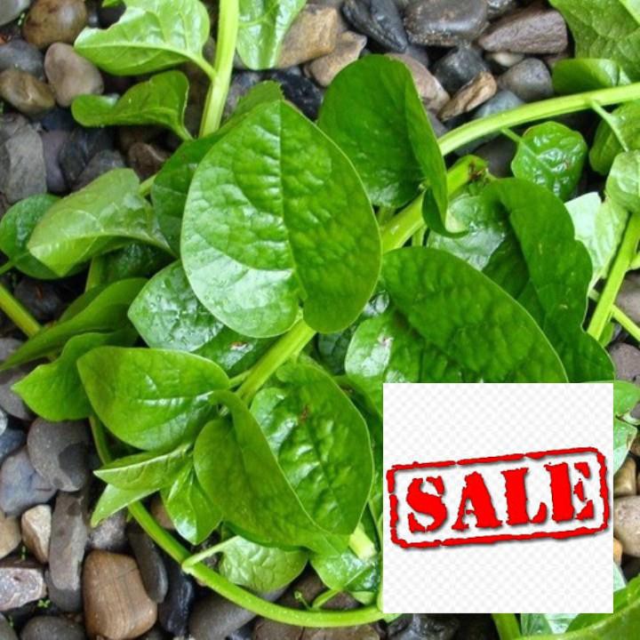 Gói 10 gr  giống rau mùng tơi SALE