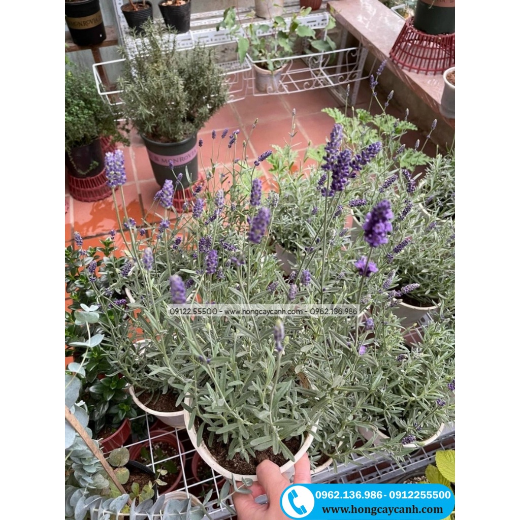 Cây Hoa Oải Hương II Hoa Lavender