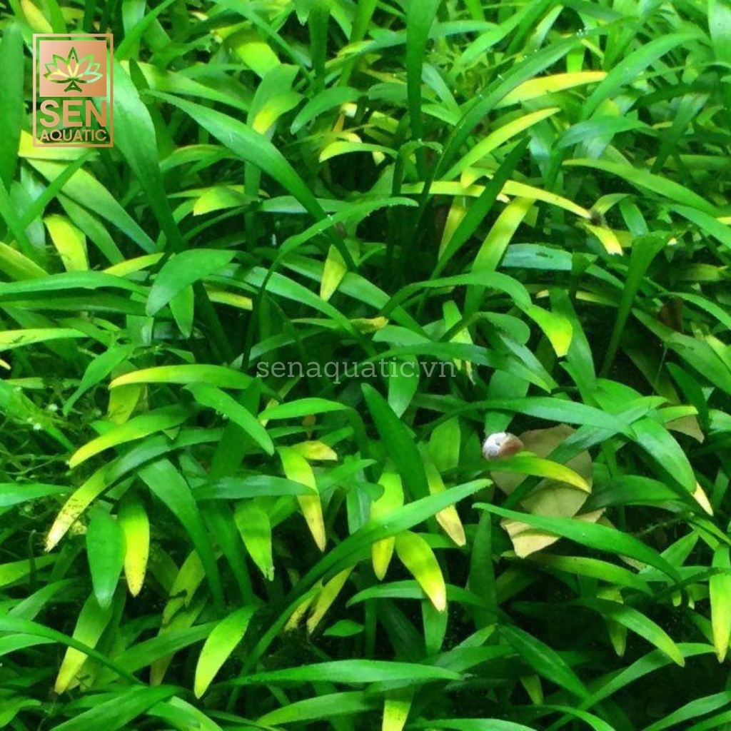 Cây Tiêu Thảo Mũi Tên Xanh