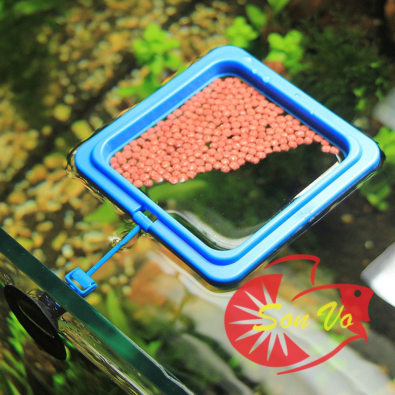 Vòng cho cá ăn - giữ thức ăn không bị phân tán