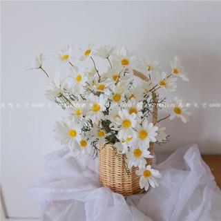 Hoa cúc hoạ mi decor