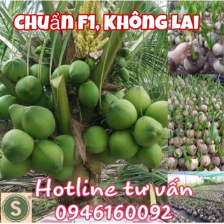Cây Giống Dừa Xiêm Xanh Lùn F1 (CÓ VƯỜN ĐỂ THAM QUAN)