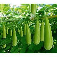 Hạt Giống Bầu Xị Cao Sản Siêu Trái