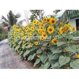 (Gói 20 hạt) Hạt giống hướng dương tháp -Thu được hạt F2-Công ty Rạng Đông_ nhiều hoa dễ trồng tỷ lệ nảy mầm cao
