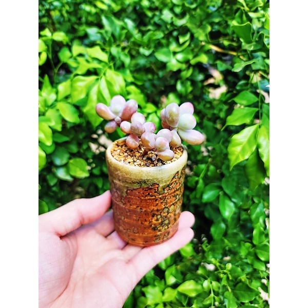 Chậu ly gốm Nhật trồng sen đá (loại gốm mộc)