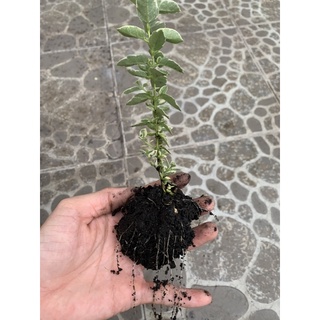 Cây sam hương 25k / 2 cây