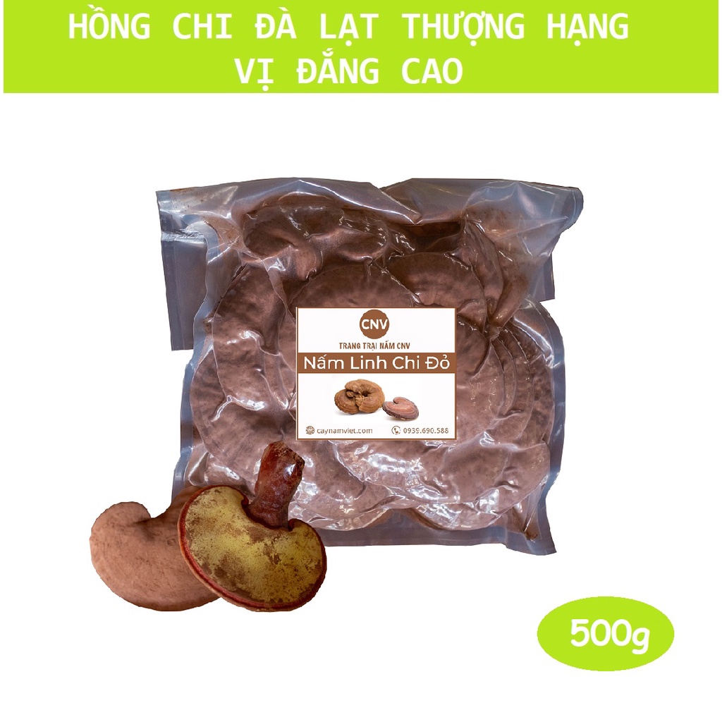 500g Nấm Hồng chi Đà Lạt loại đặc biệt vị đắng cao - Cây Nấm Việt