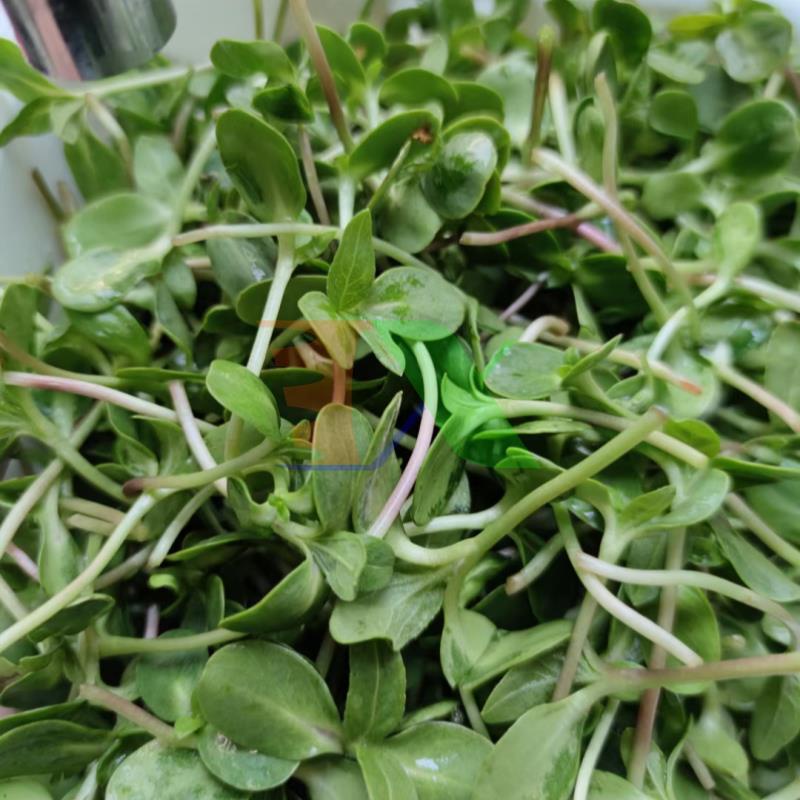 Bộ khung giá Khay trồng rau mầm thủy canh, Không kèm khay 0KM-6.3, Gồm Giá đỡ, Bình xịt
