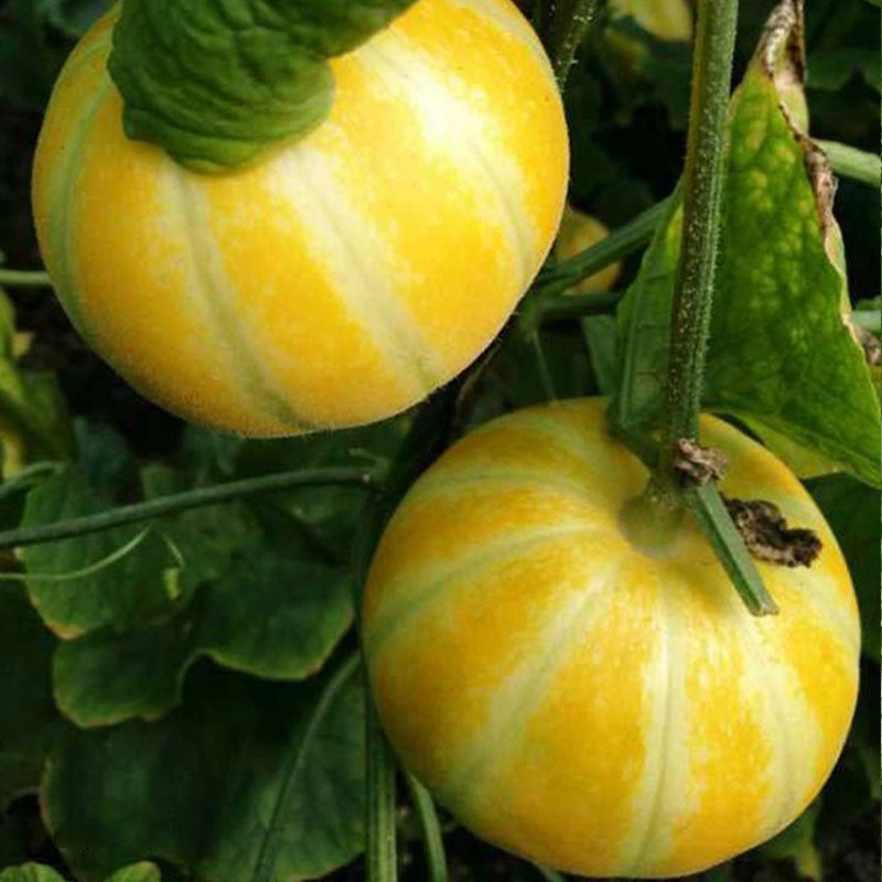 Hạt giống dưa lê sáp Hoàng đế F1