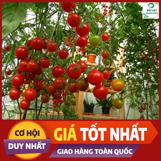 🍅 CÀ CHUA BI ĐỎ_30 HẠT🍅