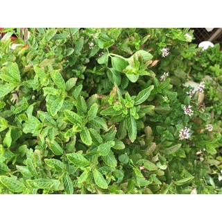 Cây giống sương sáo