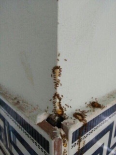 Thuốc diệt kiến gián sinh hoc