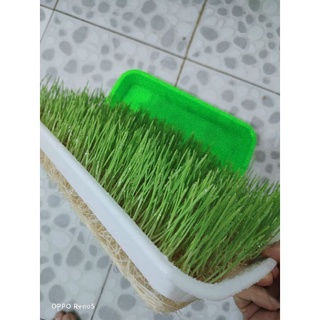 Hạt giống mầm lúa mì/lúa mạch gói 1kg