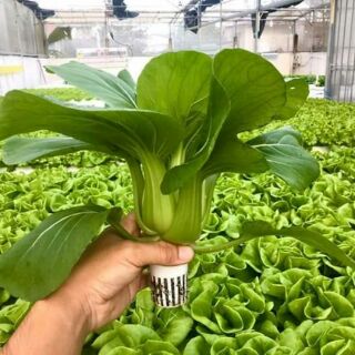 Hạt giống cải thìa F1 loại ngon 500 hạt