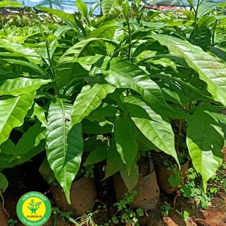 Cây cà phê vối TR4 (cao sản)